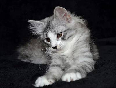 Sibiřská koťata s PP